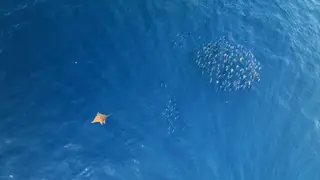 Mobula